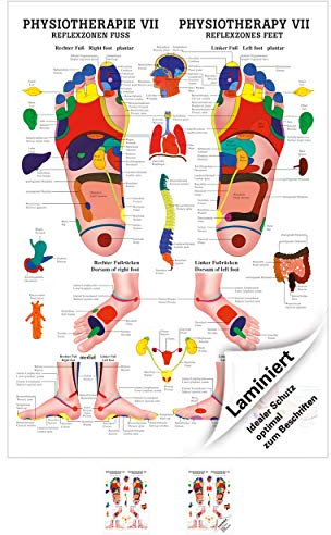 Sport-Tec Reflexzonen Fuss Mini-Poster Anatomie 34x24 cm medizinische Lehrmittel