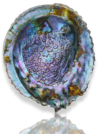 XXHNBF Coquillages de mer Coquillages de Grande Taille Coquillages Grande Coquille d'ormeau Naturelle 13-16 cm for décoration de Mariage, fête à thème sur la Plage, décorations for la Maison(14~15cm)
