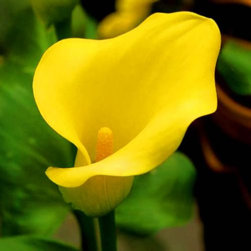 Calla Lily Bulbs,Calla Lily Plants Live Calla Lily Bulbs UK(Ornamental Flowers,Garden Flowers,Plant Bulbs,Hardy Perennial,Wedding Flowers)-10bulbs-d