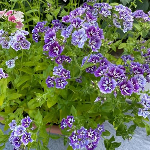phlox bodendecker - mehrjährig gartendeko für draußen balkon winterhart dekoration wohnzimmer 35samen
