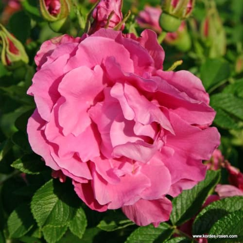2 x Rosier - Rosa 'Romantic Roadrunner' pot 25-30 cm - Un hybride Rugosa robuste et parfumé de Kordes
