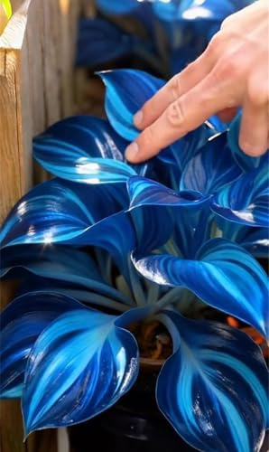 Decorazione,Bulbi di hosta,resistenti,Perenne, Rizoma hosta,Giardini e Balconi,giardini -2 Bulbi-I