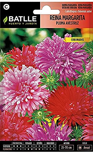 Semillas Batlle Reina Marg. PLUMA AVESTRUZ