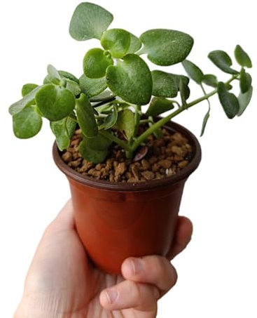 pianta vera crassula cordata, succulenta foglia a cuore