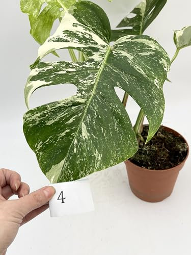 Variegated Monstera Deliciosa, Albo Variegata, Rare Indoor Plant, Full Plant, Cutting Options (Rooted Cutting)