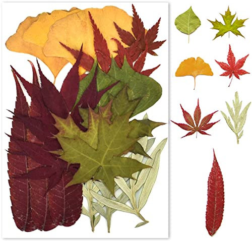 Foglie Essiccate,Pressate Piante Erbario,Foglie Secche Pressate, Fiori Secchi Naturali, Pressati Fiori Secchi per Fai da Te Scrapbooking Candele Decorazione Artigianato Matrimonio (Rosso)