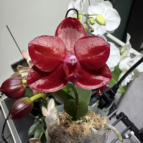 semillas de phalaenopsis - orquídeas Invernaderos con perennes resistentes jardín para balcón para sombra al aire libre 200pcs