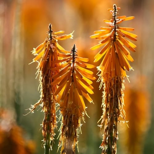 Semi di giglio torcia, Kniphofia uvaria, esotici esotiche resistenti semi di per luoghi soleggiati 10pcs