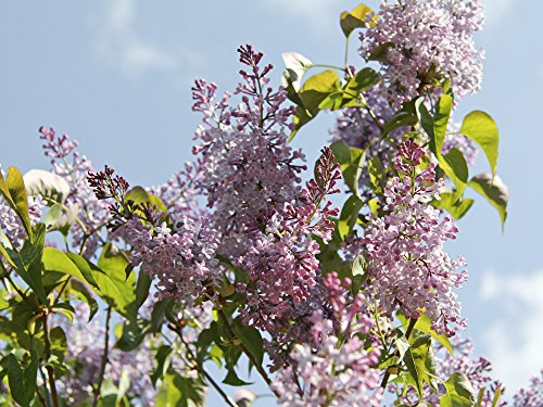 Edelflieder 'Michel Buchner' - Syringa vulgaris Michel Buchner - Containerware 60-100 cm - Garten von Ehren®