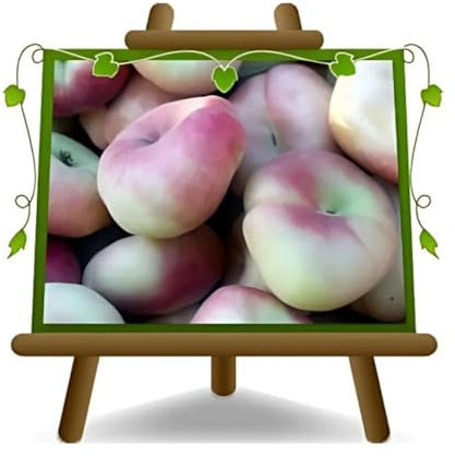 EURO PLANTS VIVAI Pêcher Nectarines Platicarpa pêche pulpe blanc plante fruitière sur pot 20 cm hauteur 150-170 cm - Âge 2 ans
