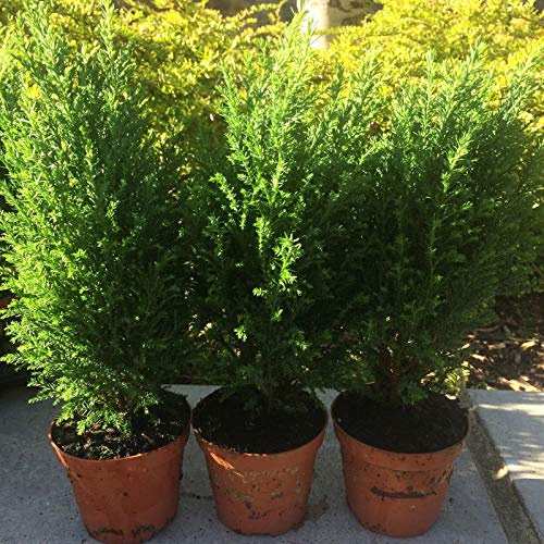 Nano conifera pianta sempreverde 3 par £ 8,99 25 cm environ 3-4' en pot de 10 ans 8,9 cm