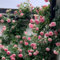 Semillas de rosal trepador resistentes y fragantes plantas perennes resistentes plantas de jardín de plantas flores de jardín de balcón de invernadero planta trepadora con 120pcs