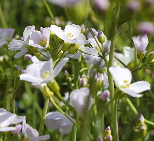 WASSERPFLANZEN WOLFF - 4er-Set - Cardamine pratensis - Wiesenschaumkraut - Wiesenkresse, weiß-rosa