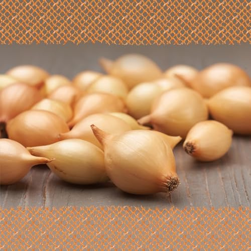 FLORTUS – Wintersteckzwiebel Senshyu Yellow 250 g zertifiziertes Pflanzgut – Zwiebelgröße 8-21 mm, für den Anbau von mild-süßen, gelben Zwiebeln – Für Garten & Hochbeet