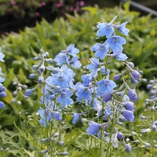 6x Rittersporn 'Cliveden Beauty' - Delphinium Belladonna ‘Cliveden Beauty’ - Topf 9x9cm