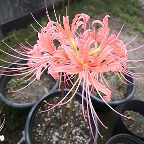 Lycoris radiata bulbi/miste/Radici selezionate di hosta/resistenti al freddo e alla siccità/adatte per la decorazione di giardini e balconi【NVNJHJN】-8 bulbi-E