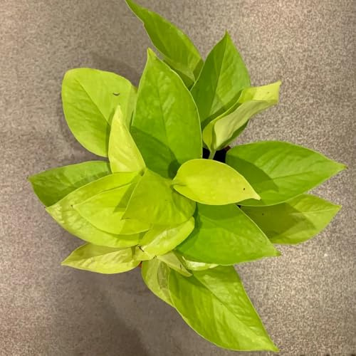 semi di pothos resistenti varietà antiche interno giardino 400pcs