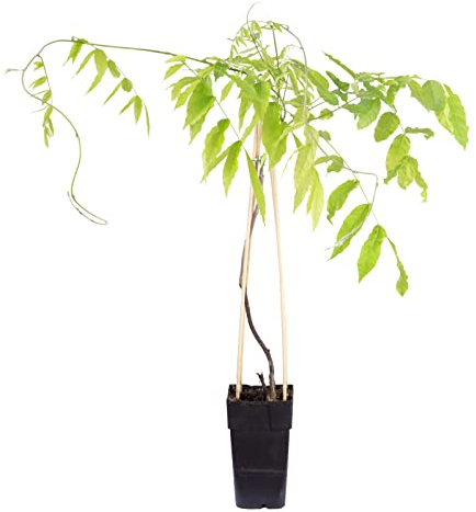 Rosafarbener chinesischer Blauregen - Höhe ca. 65 cm, Topf-Ø 15 cm - Wisteria Floribunda 'Rosea'