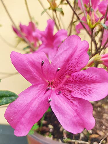 Azalea Fiore Viola Pianta Vaso 23 cm