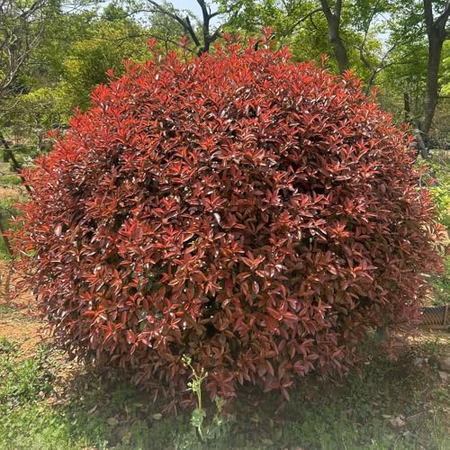 semi di photinia rossa - biologici resistenti per aiuole rialzate balconi da giardino perenni 500pcs