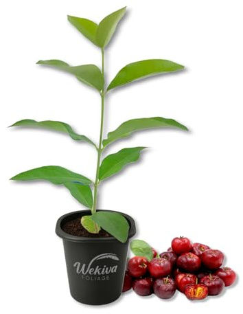 Barbados Cherry Tree - 1 Live Starter Plant - Malpighia Emarginata - Edible Fruit Bearing Tree for The Patio and Garden