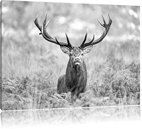 Pixxprint Großer Hirsch im Feld Kunst B&W, Größe: 120x80cm, Leinwandbild, fertig gespannt, Wandbild, Dekoration, Kunstdruck, kein Poster