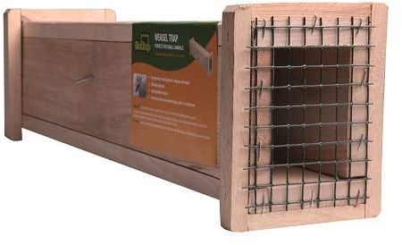 BOXTRAP - Belletière en Bois - Piège Inoffensif pour Belettes, Hermines, Rats et Nuisibles de Petite Taille - avec Palette à Système Anti-Retour - 49 x 6 x 8 cm