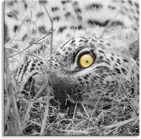 Pixxprint Glasbild, Wandbild auf Echtglas, aufmerksamer liegender Leopard, 50x50 cm, inkl. Aufhängung und Abstandshalter