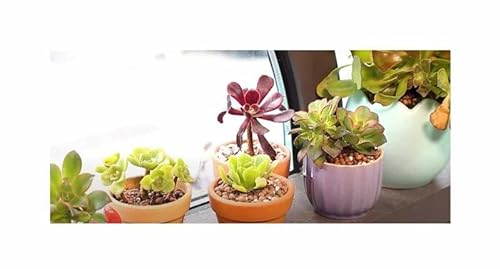 Pezzi - 10x Aeonium Ssp. Mix Mind. 5 Succulente Piante - Seme ID1675 - Seeds & Plants Shop by Ipsa