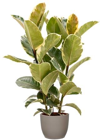 Bonplants Ficus Elastica, Elegante Pianta Vera, Fico del Caucciù, Vaso 21 cm (Tineke Vaso Tortora)