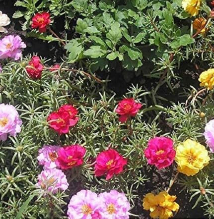 PREMIER SEEDS DIRECT - Portulaca - Double Mix - 4000 Seeds