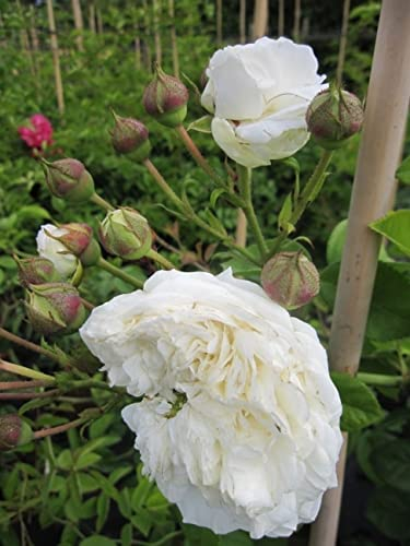 Kletterrose Long John Silver® - Rosa Long John Silver® - weiß - Duft+ - Ramblerrose