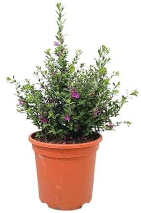 Garden Center Shop | Leucophyllum Frutescens M25 | Arbusto Cenizo Resistente Sequía | Follaje Plateado y Floración Púrpura | Ideal Jardines Xerófilos y Terrazas