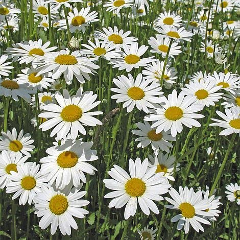 MARGHERITONE BIANCO NR.200 SEMI