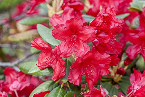 Rhododendron yakushimanum Bohlkens Roter Stern 40-50 cm winterhart | Rote Blüten, kompakter Wuchs, halbschattig, pflegeleicht, für Beet und Kübel, blühfreudig, robust, dekorativer Zierstrauch