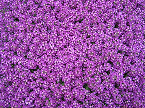 Graines d'Alyssum Royal Carpet Fleur Bleu Royal Tapis Rond Fleur Annuelle Pour Graines Ing Jardin Cour Patio Et Utile Pour Les Cadeaux (Graines)