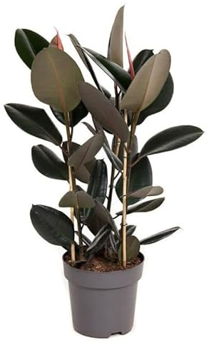 Ficus elastica 'Abidjan' - Gummibaum Topf Ø 27 cm Höhe: 100 cm luftreinigende, pflegeleichte Zimmerpflanze