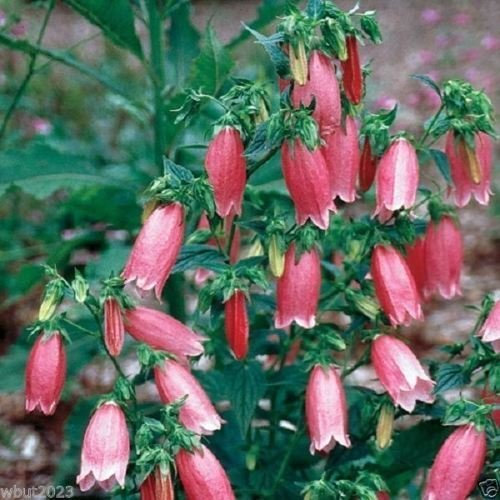 300 semi di Campanula semi maculata Semi, Campanule semi di Campanula (Campanula punctata f. Rubriflora)