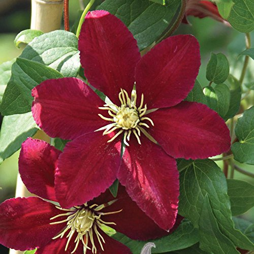Niobe Clematis Vine -Deep Ruby Red - Majestic - 2.5 Pot