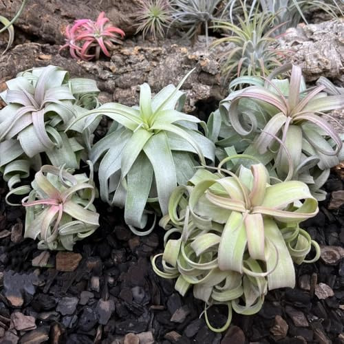 semi tillandsia balcone letti elevati resistenti interni Letti elevati per giardino decorativi balcone resistenti letto elevato 15pcs