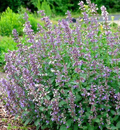 Katzenminze Summer Magic - Nepeta grandiflora - lebende Gartenpflanze aus den Baumschulen