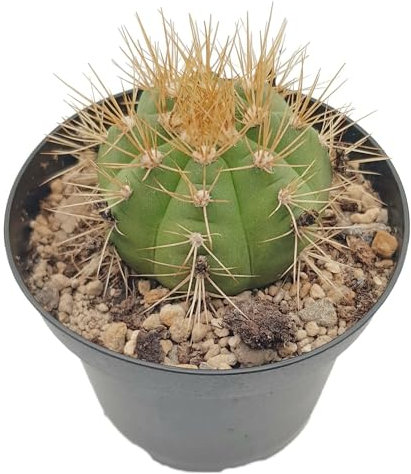 Fangblatt - Gymnocalycium chacoense - Gymnocactus - exotische Zimmerpflanze - pflegeleichter Kaktus