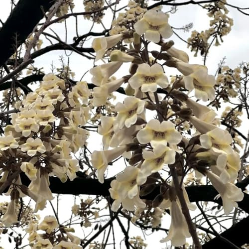 blauglockenbaum kaufen - paulownia winterharte stauden für pralle sonne bodendecker deko wohnzimmer 350samen