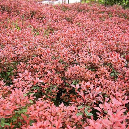 Semi di Photinia Red Robin siepe, resistenti semi di ornamentali biologiche prodotti sostenibili balcone ornamentali 600pcs