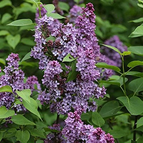 Edelflieder Prince Charming 80-100cm - Syringa prestoniae