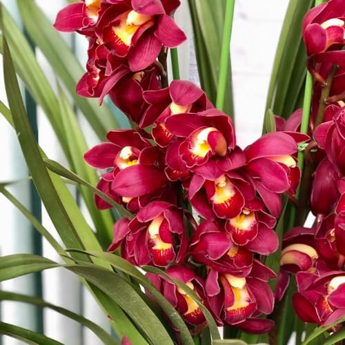 orchidea Cymbidium - decorazione per ufficio perenni resistenti tagliati semi selvaggio primavera decorazione selvaggio balcone 150pcs