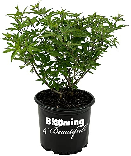 Blooming & Beautiful - Shoal Creek Vitex - 3 gal - Deciduous Shrub - Fragrant Clusters Violet-Blue Flowers - Blue-Green Foliage - Zones 6-9 - Vitex Agnus-castus ‘Shoal Creek’ - 3 Gallon Pot
