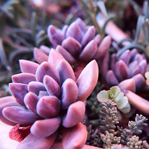 Echeveria Mixed Species Succulent Tropical House Plant Seeds - 10 Rare Seeds