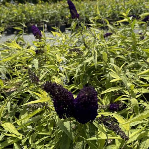 Garten-Schlüter® Schmetterlingsflieder ‚Magda´s Gold Knight®‘ - Buddleja - dekorativer Zierstrauch mit goldgelbem Laub - duftende lila Blüten - pflegeleicht (3 Liter Topf 40-60 cm)