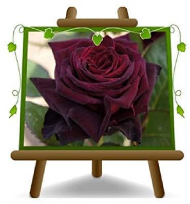 Rosa Arbusto Rojo Oscuro Negro Grandes Flores en maceta de 18 cm